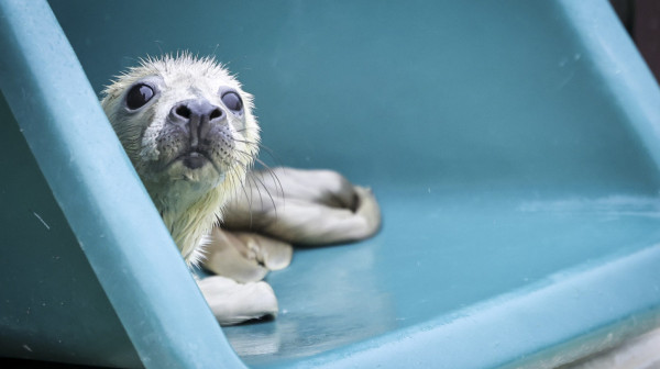 Foka zalutala u pab: "Mislili smo da je pas" VIDEO