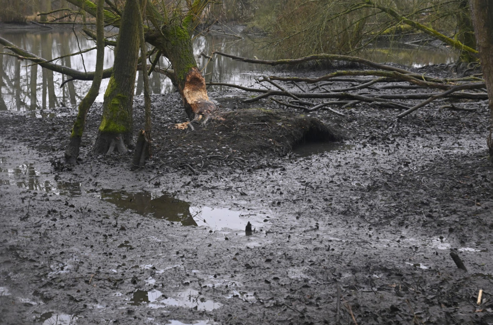 Prvi put posle 400 godina: Pojavila se istrebljena vrsta životinja VIDEO