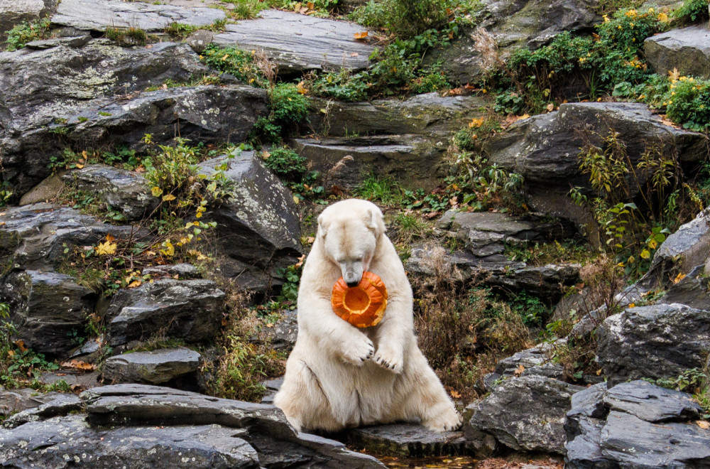 Novi stanovnici zoološkog vrta: Polarne medvedice Kara i Inuvik FOTO