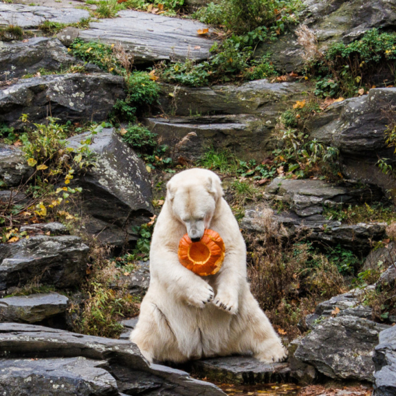 Novi stanovnici zoološkog vrta: Polarne medvedice Kara i Inuvik FOTO