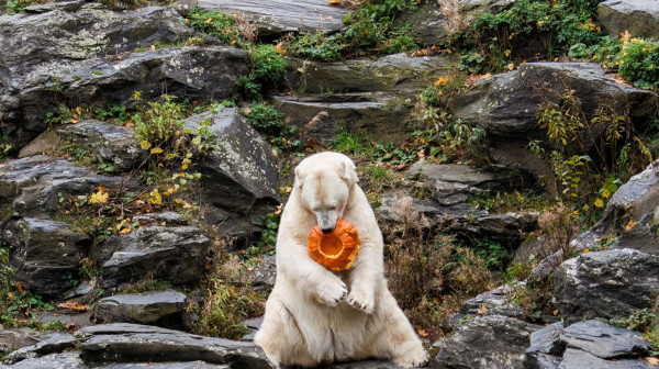 Nove životinje stižu u Beogradski zoo-vrt