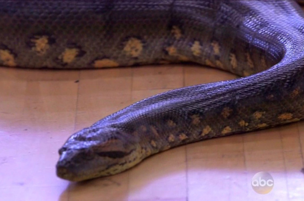 Pronađena zmija veličine gradskog autobusa i teža od jedne tone FOTO/VIDEO