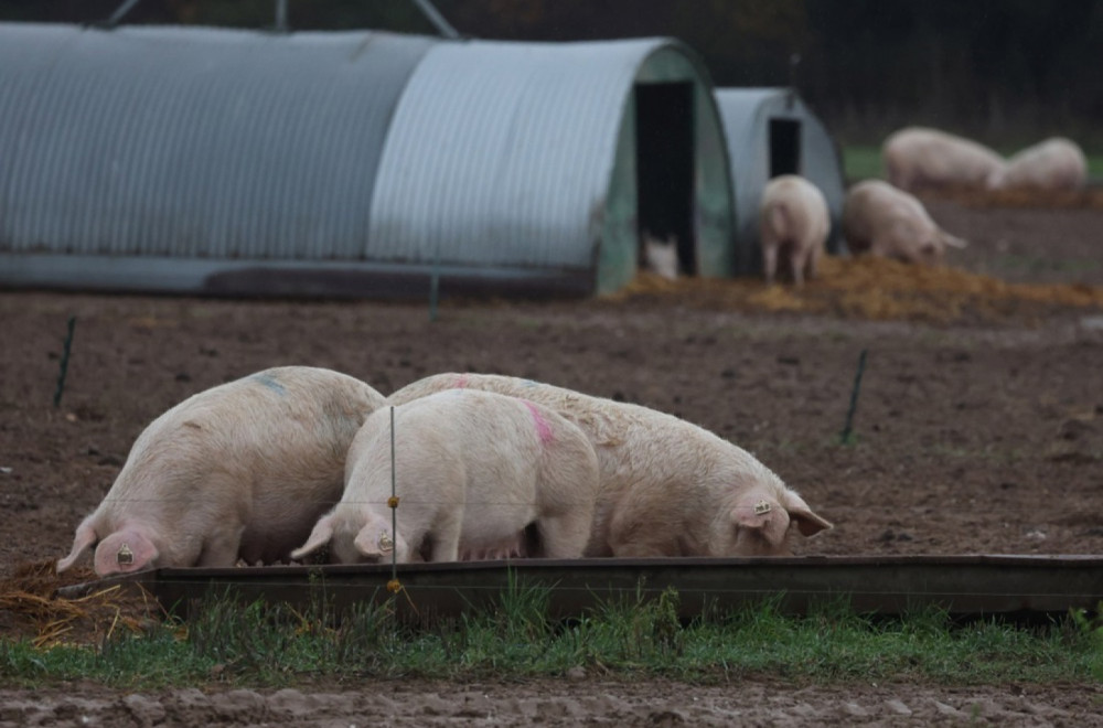 Virus se brzo širi: Proglasili vanredno stanje