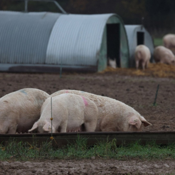Virus se brzo širi: Proglasili vanredno stanje