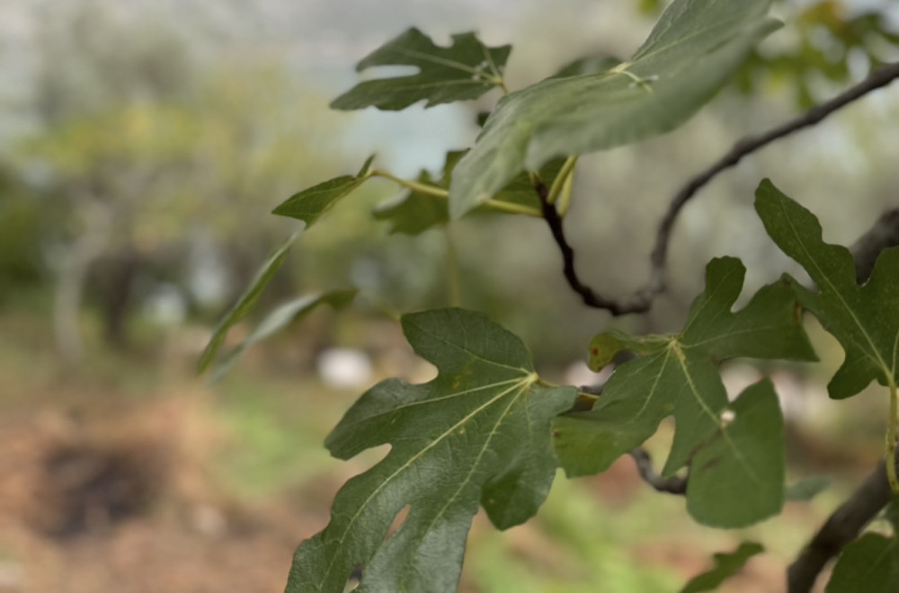 Čaj od ove voćke je riznica zdravlja: Snižava šećer i trigliceride, leči bronhitis FOTO