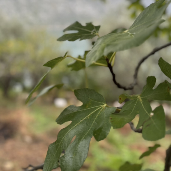 Čaj od ove voćke je riznica zdravlja: Snižava šećer i trigliceride, leči bronhitis FOTO