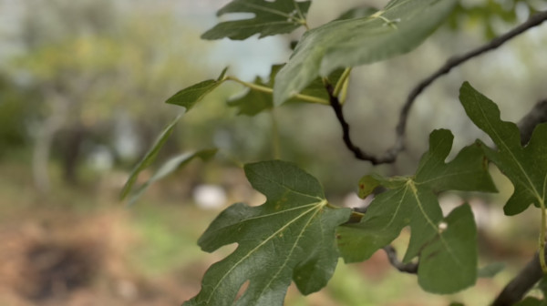 Čaj od ove voćke je riznica zdravlja: Snižava šećer i trigliceride, leči bronhitis FOTO