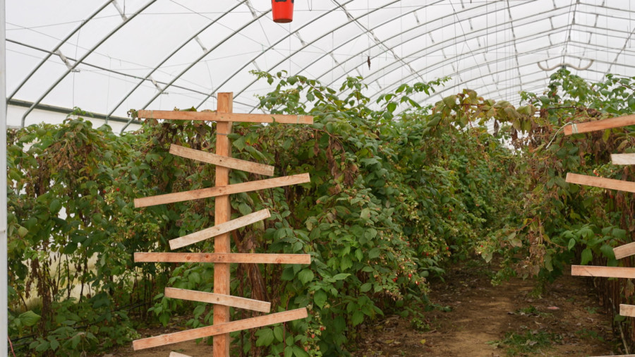 Zima samo što nije, a berba malina u punom jeku: Ovo je cena kasne sorte FOTO