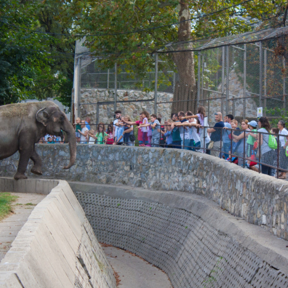 Do kraja godine stižu tri nova stanovnika u Beo Zoo vrt: Evo kada će i slonica