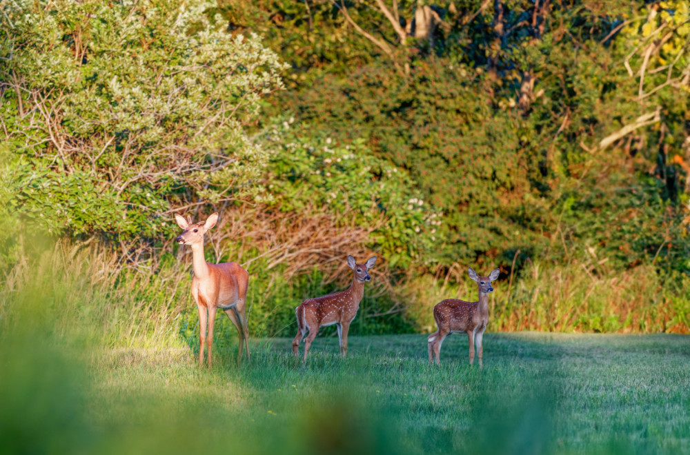 Susret za pamćenje: Vladimiru je ugledao srnu na putu i odlučio da joj pomogne VIDEO