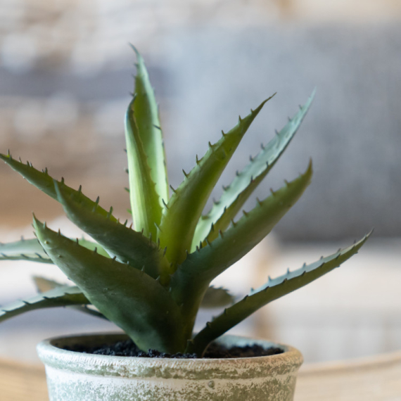 Viralni trik uz koji će vam aloja cvetati kao luda – nije šala