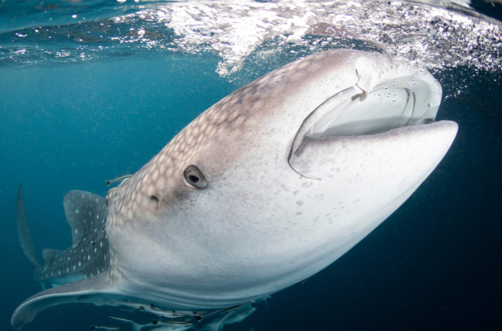Ogromno morsko čudovište od 4,3 metra isplivalo na plaži FOTO