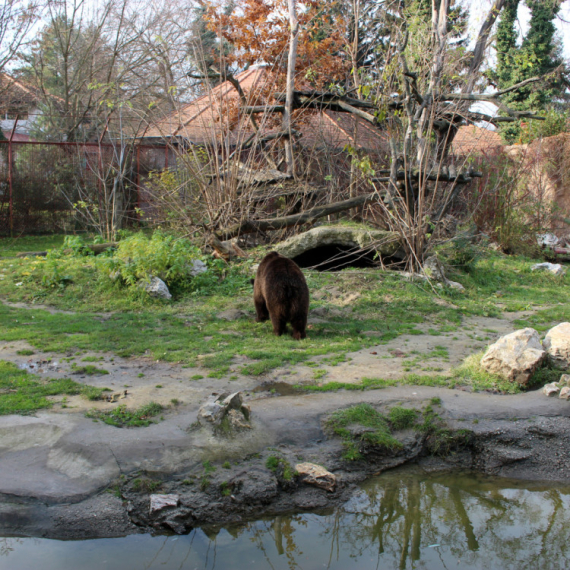 Vanredni inspekcijski nadzor u ZOO vrtu Palić: Životinje u dobrom zdravstvenom stanju