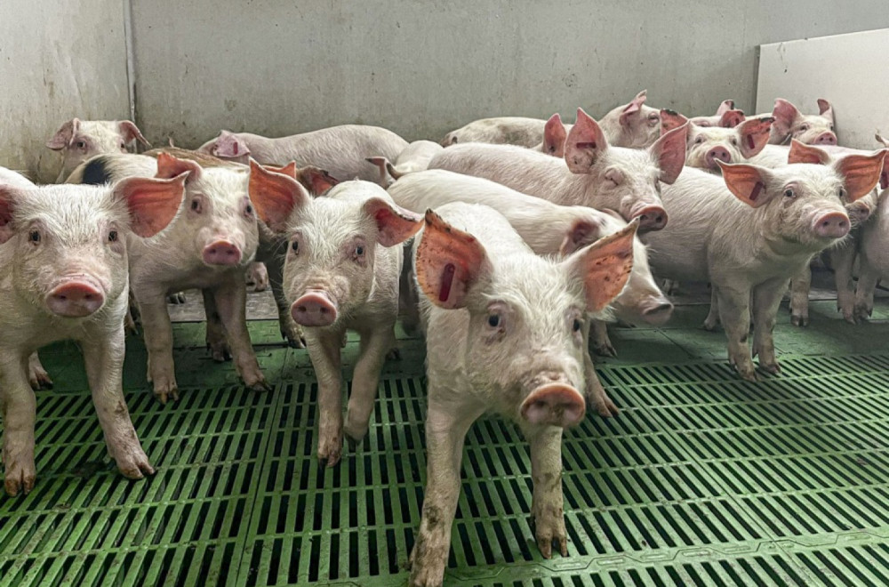 Pad cena svinja: Zbog krize na relaciji EU Kina, zabrana uvoza nije rešenje