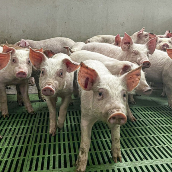 Pad cena svinja: Zbog krize na relaciji EU Kina, zabrana uvoza nije rešenje