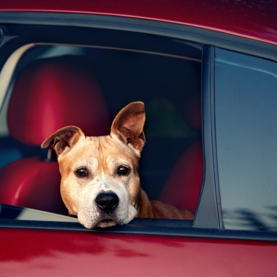 Popularni kućni predmet može da otruje vašeg psa