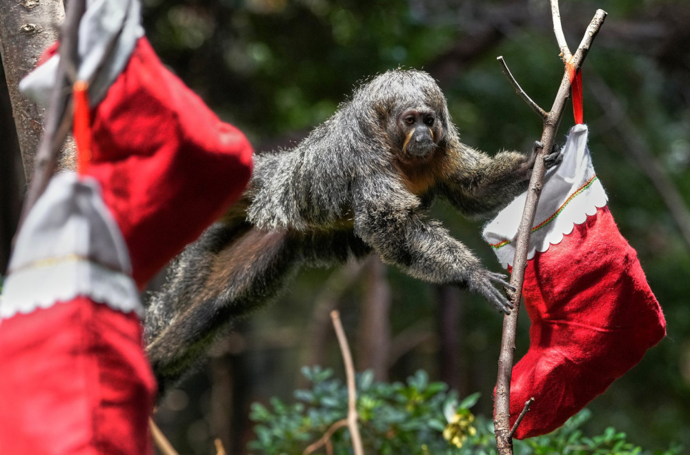 Nova analiza fosila ukazuje na najranijeg mogućeg pretka ljudi