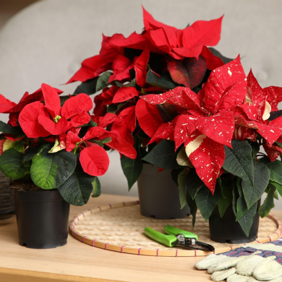 Božićna zvezda je simbol praznika, a pomoću ovog trika joj možete "produžiti život"