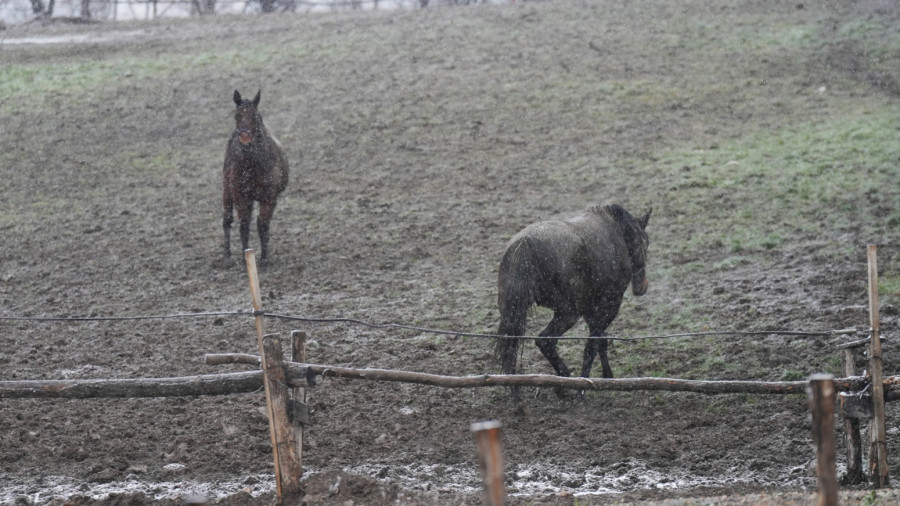 Nestvarna zimska slika iz Čačka: Tri prekrasna konja galopirala dok je sneg padao FOTO