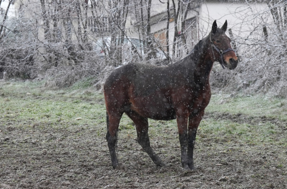 Nestvarna zimska slika iz Čačka: Tri prekrasna konja galopirala dok je sneg padao FOTO