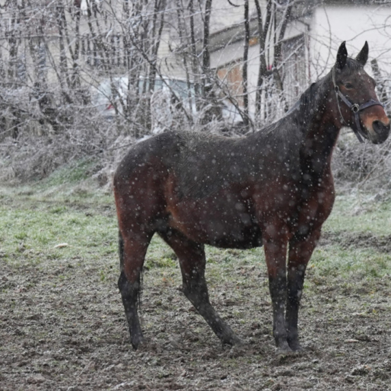 Nestvarna zimska slika iz Čačka: Tri prekrasna konja galopirala dok je sneg padao FOTO