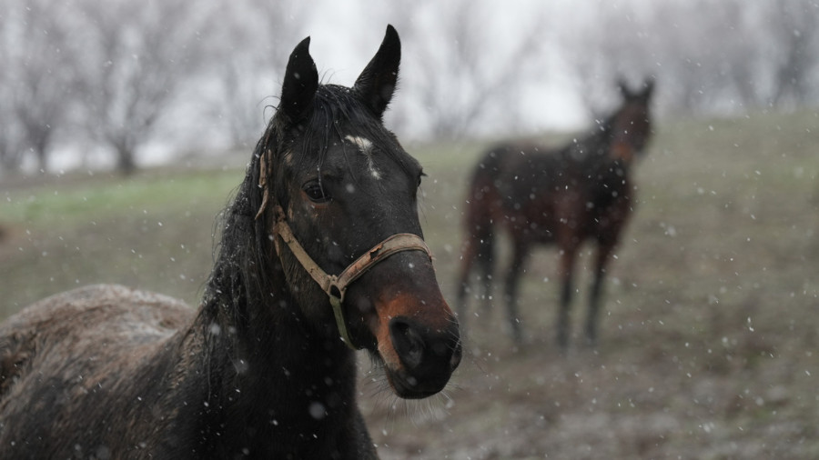 Nestvarna zimska slika iz Čačka: Tri prekrasna konja galopirala dok je sneg padao FOTO
