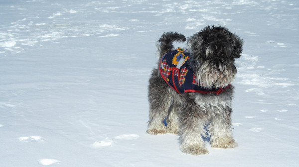 Da li treba šetati pse po hladnom vremenu i snegu?