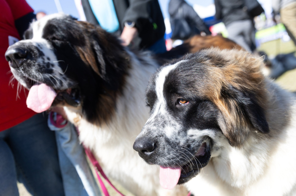 Pas lutalica vodio turiste po Skoplju i postao hit na TikToku VIDEO