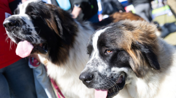 Pas lutalica vodio turiste po Skoplju i postao hit na TikToku VIDEO