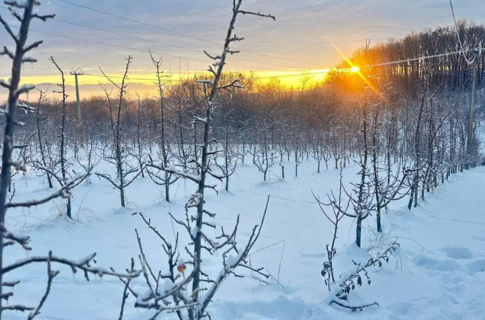 Led i sneg okovali sela: Imaju li voćari razloga za brigu?