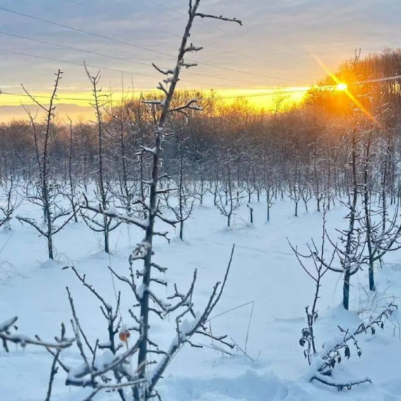 Led i sneg okovali sela: Imaju li voćari razloga za brigu?