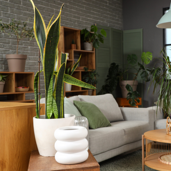 Četiri sobne biljke savršene za zimu: Izdržljive i osvežavaju vazduh u domu