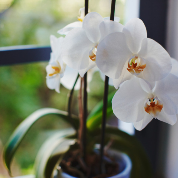 Tri najveća mita o orhidejama: Uopšte nisu zahtevne biljke