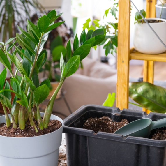Uz ovaj "tajni eliksir" zamija buja preko noći: Što više listova – to više novca i sreće