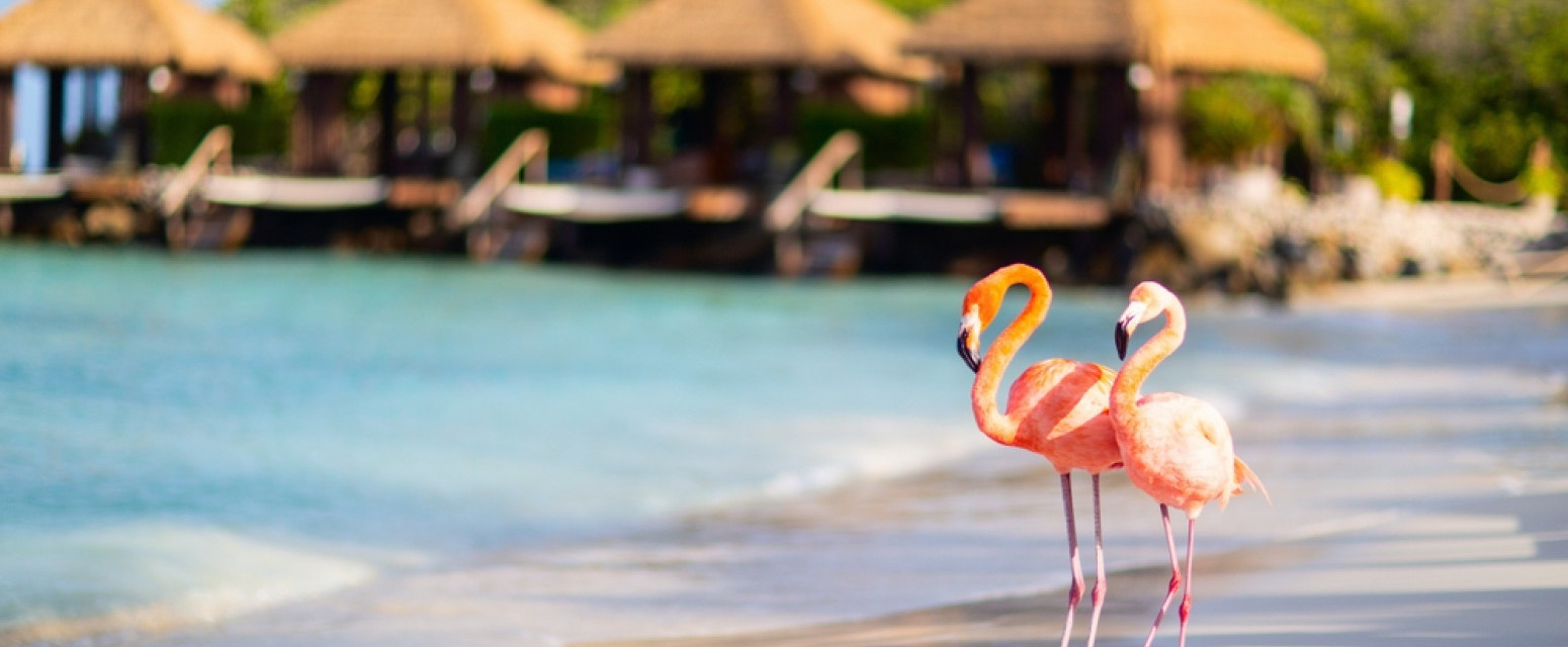 Ovo je najsrećnije ostrvo na svetu: Na njemu vlada večito proleće a društvo vam prave neodoljivi flamingosi