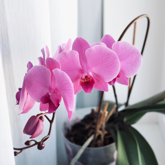 Koliko često "hraniti" orhideje da bi bile zdrave, raskošne i savršene?