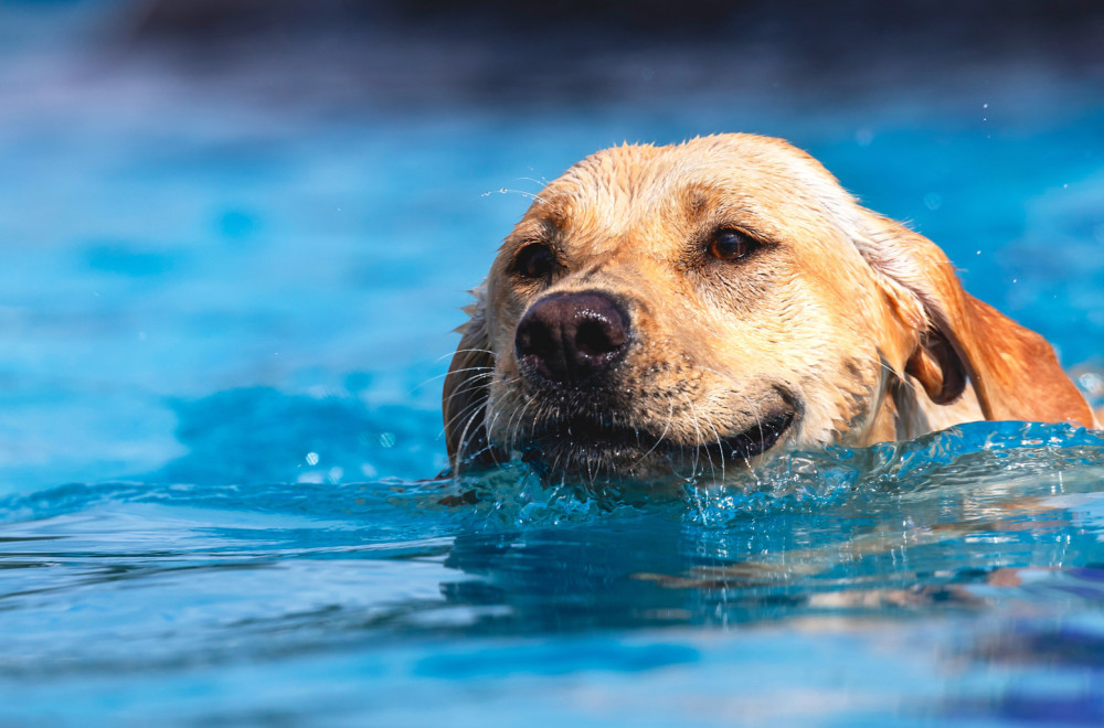 Vlasnik pokušava da spreči psa da skače u bazen: Snimak postao hit VIDEO