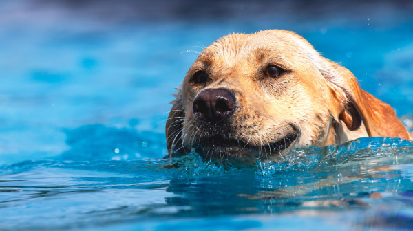 Vlasnik pokušava da spreči psa da skače u bazen: Snimak postao hit VIDEO