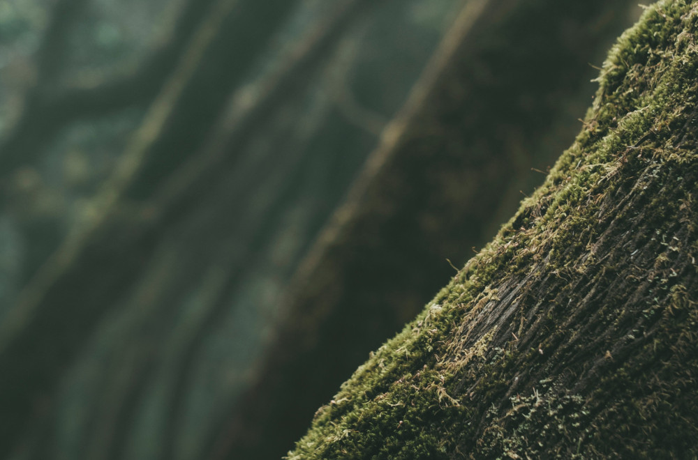 Ruski naučnici razvili tehnologiju za čišćenje zemljišta zagađenog naftom