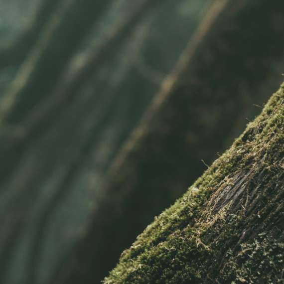 Ruski naučnici razvili tehnologiju za čišćenje zemljišta zagađenog naftom