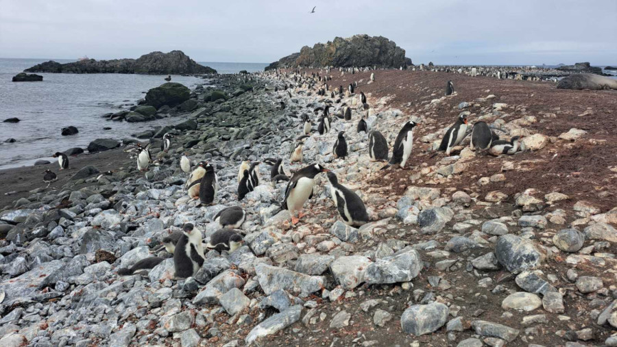 Popio sam vodu iz glečera, pravi eliksir: Naučnik duže od meseca na Antarktiku FOTO
