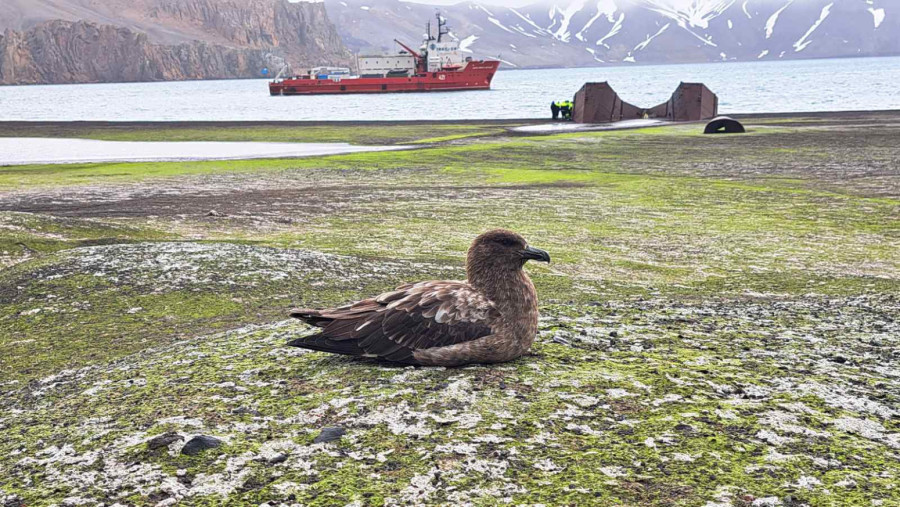 Popio sam vodu iz glečera, pravi eliksir: Naučnik duže od meseca na Antarktiku FOTO