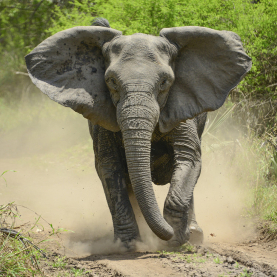Slon ubica usmrtio turistu: Treća žrtva iste životinje u istom nacionalnom parku FOTO/VIDEO