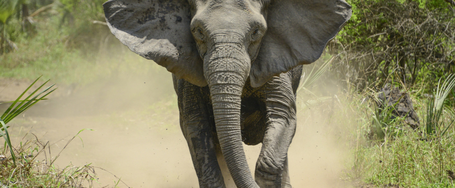 Slon ubica usmrtio turistu: Treća žrtva iste životinje u istom nacionalnom parku FOTO/VIDEO