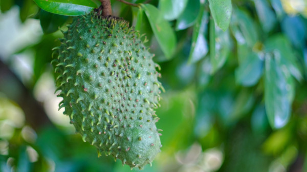 Promoviše se lažni lek protiv raka: Doktor upozorava na rizik FOTO