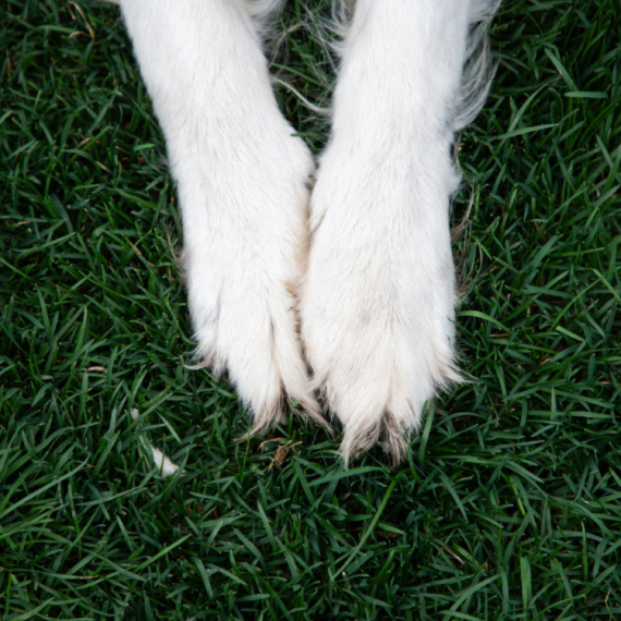 Nestao pas u centru Beograda: Pronalazaču sledi nagrada od 1.000 evra