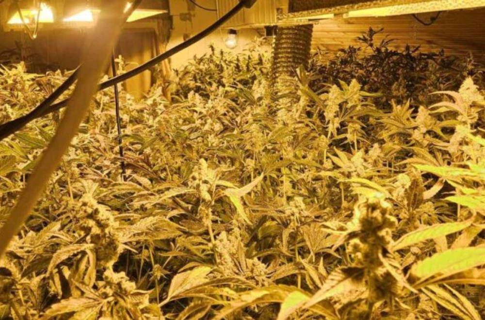 Umesto šljiva u selu kod Čačka raste marihuana: U kući pronađena laboratorija za uzgoj