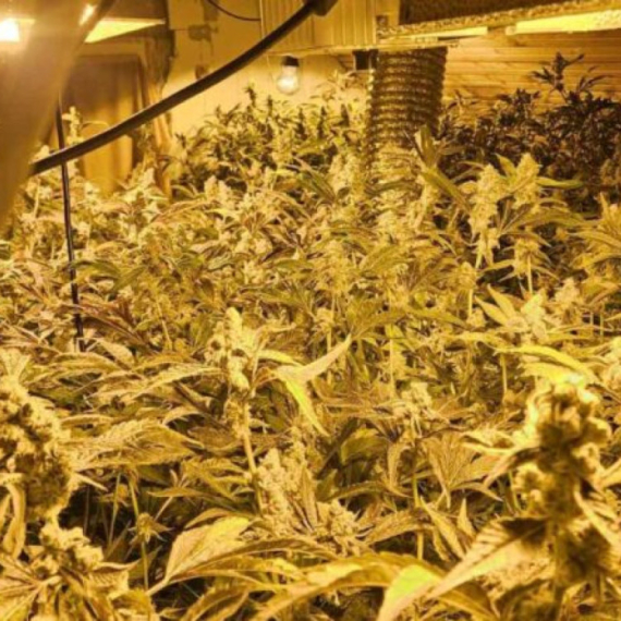 Umesto šljiva u selu kod Čačka raste marihuana: U kući pronađena laboratorija za uzgoj