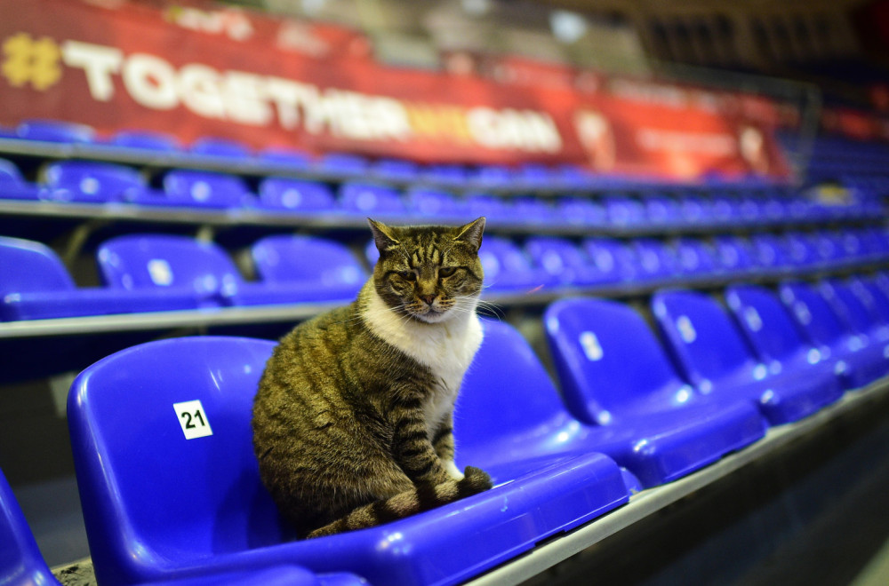 Preminula čuvena mačka Ljubica iz hale Pionir: Omiljena maca svih zvezdaša