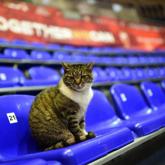Preminula čuvena mačka Ljubica iz hale Pionir: Omiljena maca svih zvezdaša